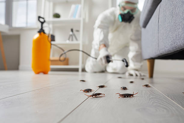 Commercial Kitchen Cockroach Control in Stanley